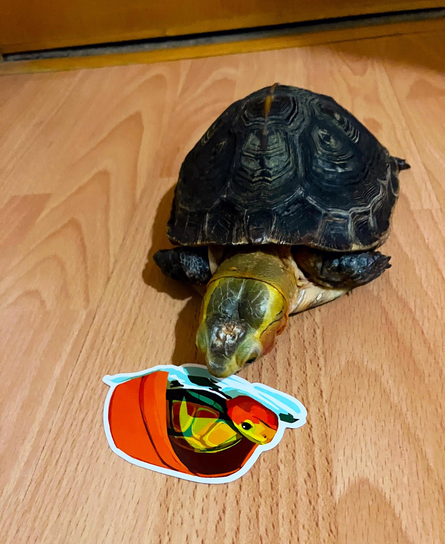 Silly Turtle Sticker Set