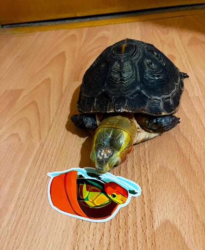 Silly Turtle Sticker Set